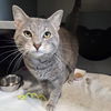 adoptable Cat in Waterford, VA named BLUE