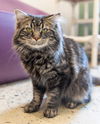 adoptable Cat in waterford, VA named TOM