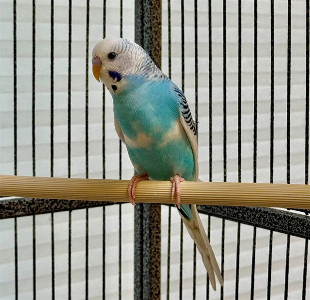 adoptable Bird in Waterford, VA named MITHU