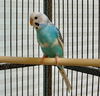 adoptable Bird in waterford, VA named MITHU
