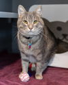 adoptable Cat in Waterford, VA named CHURCH