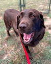 adoptable Dog in waterford, VA named LASSY