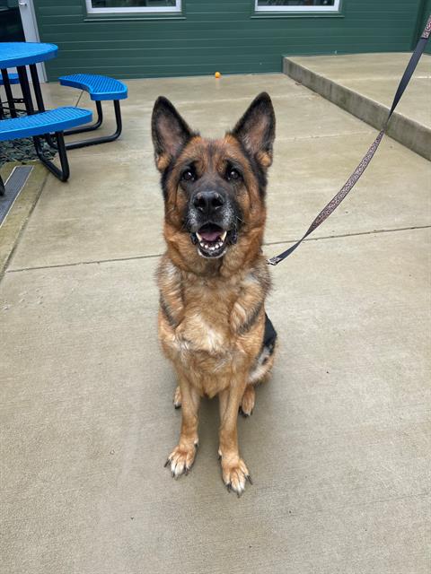 adoptable Dog in Waterford, VA named SASHA