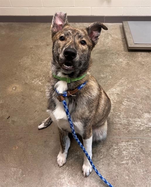 adoptable Dog in Waterford, VA named OLLIE