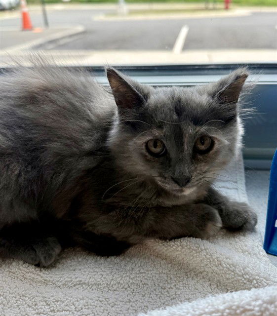 adoptable Cat in Waterford, VA named SHASTA