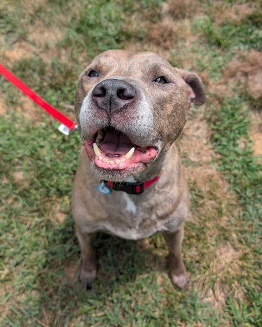 adoptable Dog in Waterford, VA named LOUIE