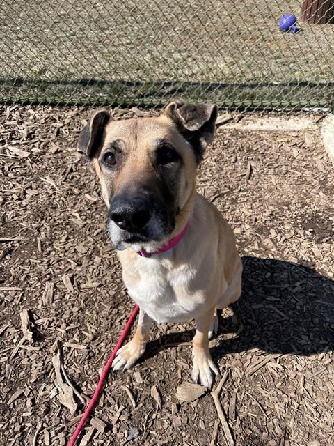 adoptable Dog in Waterford, VA named NALA