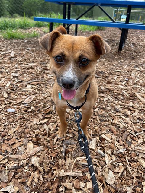 adoptable Dog in Waterford, VA named NICO