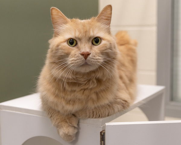 adoptable Cat in Waterford, VA named DONNIE