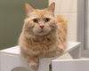 adoptable Cat in waterford, VA named DONNIE