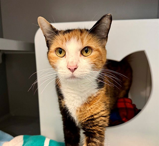 adoptable Cat in Waterford, VA named PANDORA