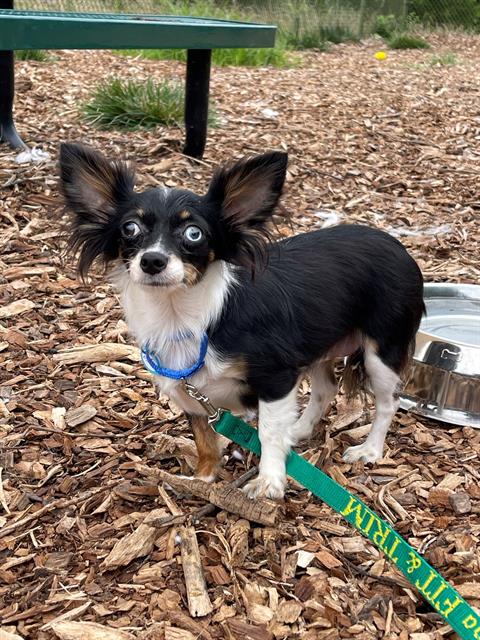 adoptable Dog in Waterford, VA named ORLY