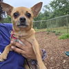 adoptable Dog in  named BABY