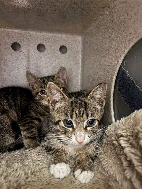 adoptable Cat in Waterford, VA named ZINNIA