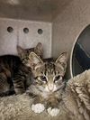 adoptable Cat in  named ZINNIA