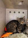 adoptable Cat in  named CAMELLIA