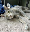 adoptable Cat in waterford, VA named WRECK-IT RALPHINA