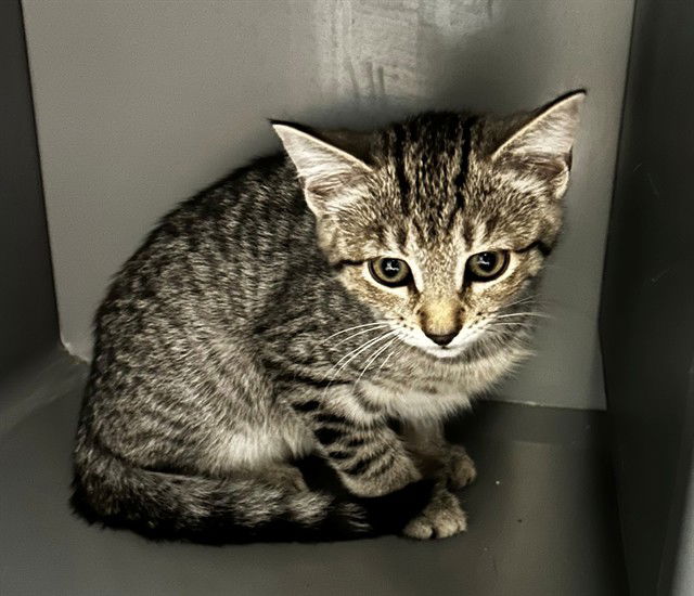 adoptable Cat in Waterford, VA named ICE CREAM