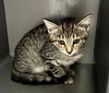 adoptable Cat in waterford, VA named ICE CREAM