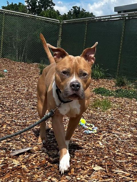 adoptable Dog in Waterford, VA named JAY
