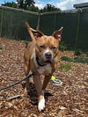 adoptable Dog in  named JAY
