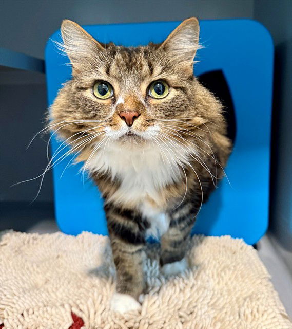 adoptable Cat in Waterford, VA named PIXIE DUST