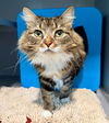 adoptable Cat in  named PIXIE DUST