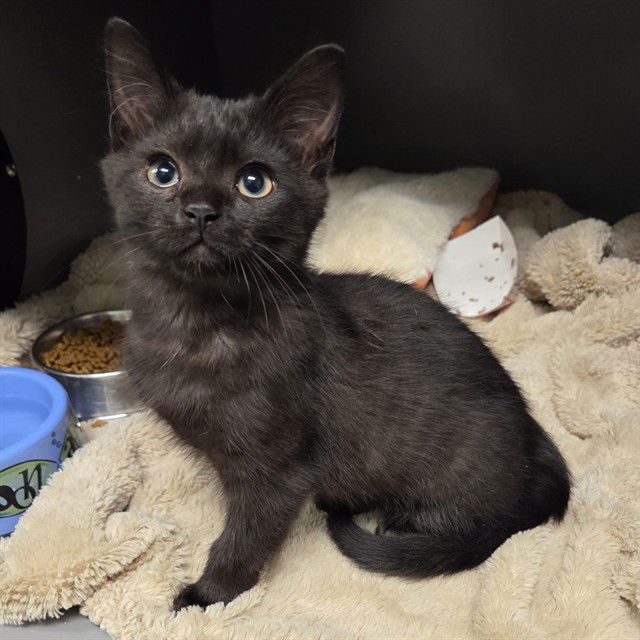 adoptable Cat in Waterford, VA named PEARL