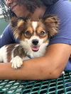 adoptable Dog in waterford, VA named SIS