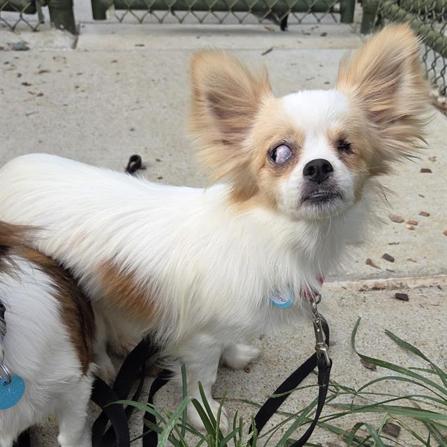adoptable Dog in Waterford, VA named CAPTAIN CRUNCH