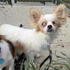 adoptable Dog in  named CAPTAIN CRUNCH
