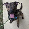 adoptable Dog in , VA named AMIE