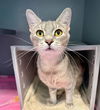 adoptable Cat in , VA named LAVENDER