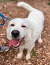 adoptable Dog in  named LUNA