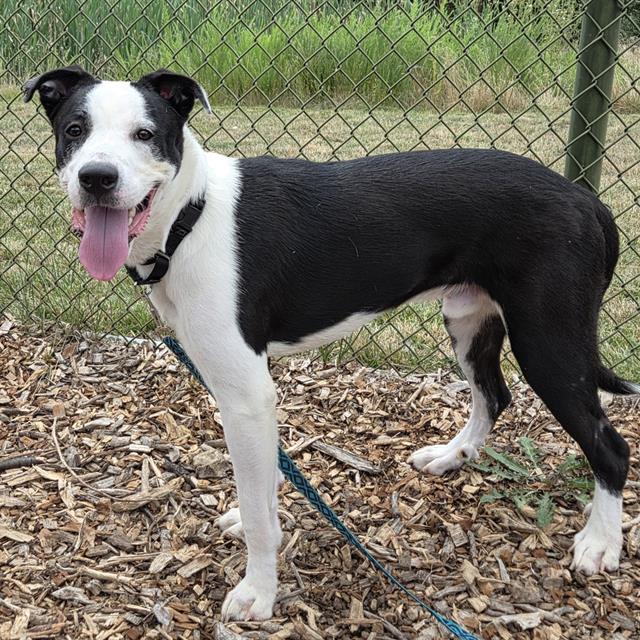 adoptable Dog in Waterford, VA named KODA