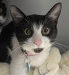 adoptable Cat in  named WINDY