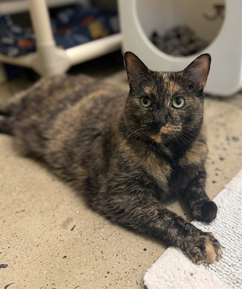 picture of the cat needing adoption