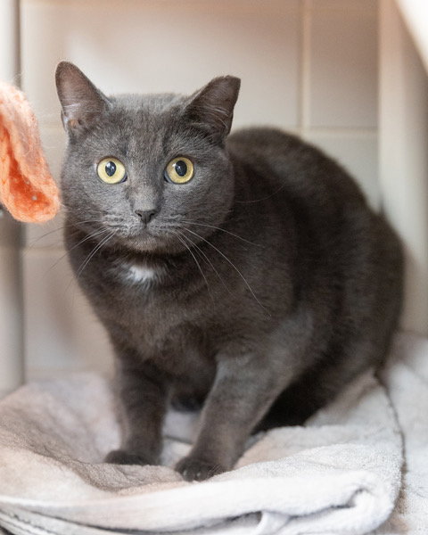 picture of the cat needing adoption