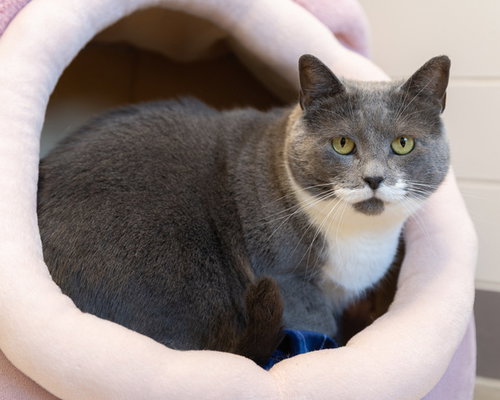 SAMANTHA, an adoptable Domestic Short Hair in Waterford, VA