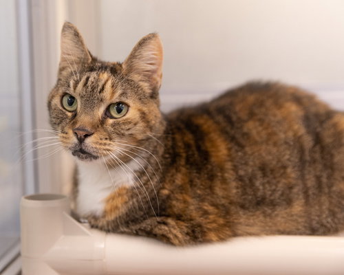 KIKI, Senior Domestic Short Hair (medium coat), cat for adoption in Manassas, Virginia