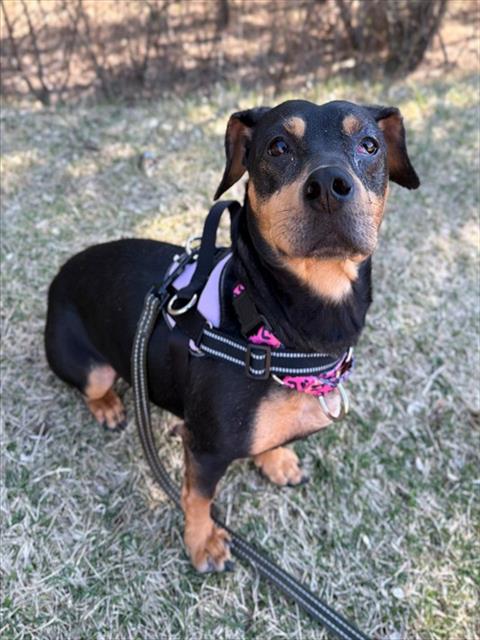 picture of the dog needing adoption