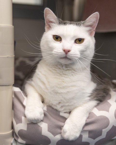 picture of the cat needing adoption