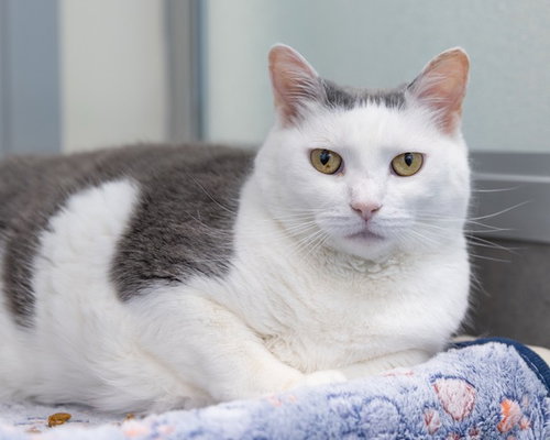 picture of the cat needing adoption