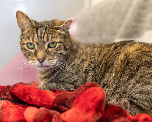 picture of the cat needing adoption