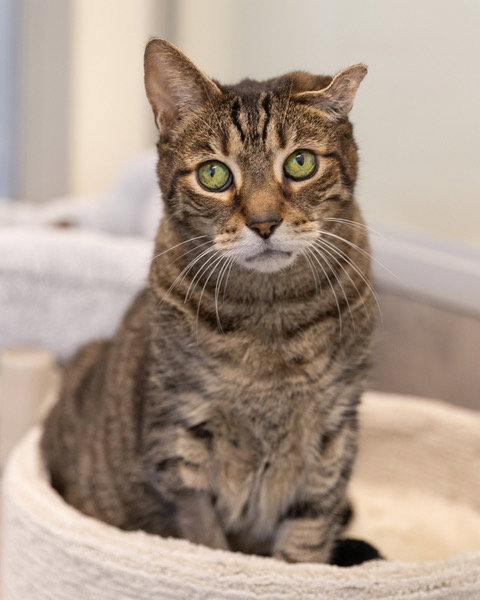 EDGAR, an adoptable Domestic Short Hair in Waterford, VA
