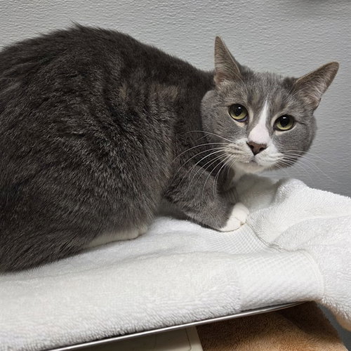 picture of the cat needing adoption
