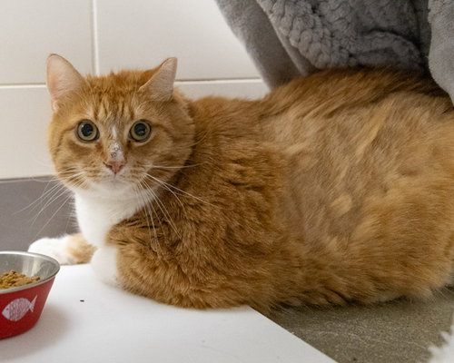 MONSTER, an adoptable Domestic Short Hair in Waterford, VA