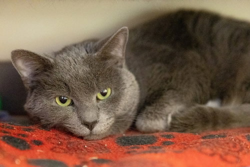 picture of the cat needing adoption