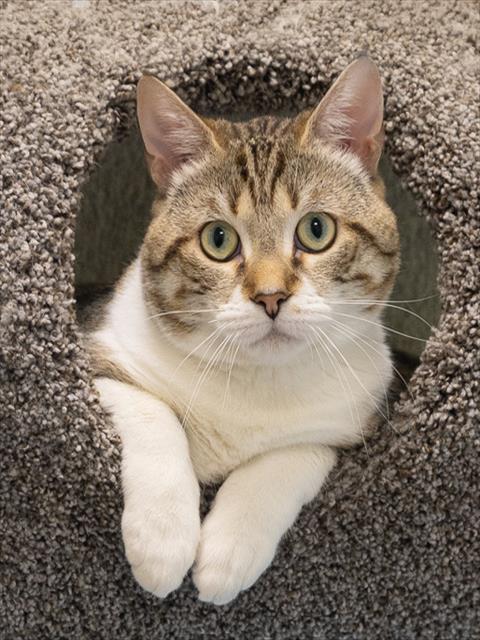 OTTO, an adoptable Domestic Short Hair in Waterford, VA