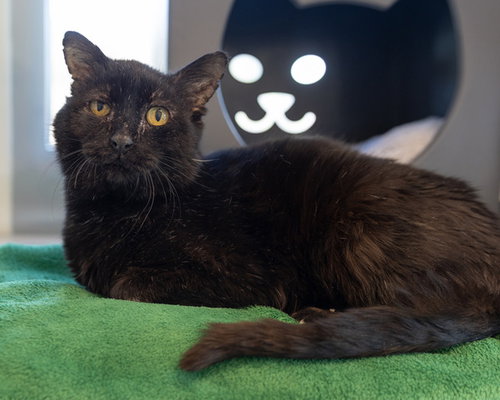 picture of the cat needing adoption